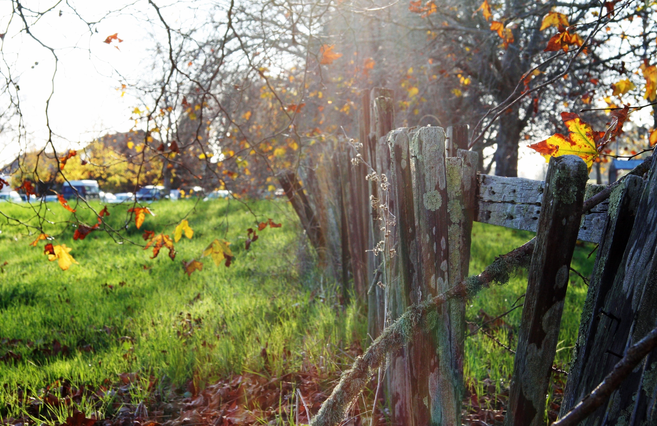 Fence, UC Santa Cruz [Photo by Carolyn Lagattuta]