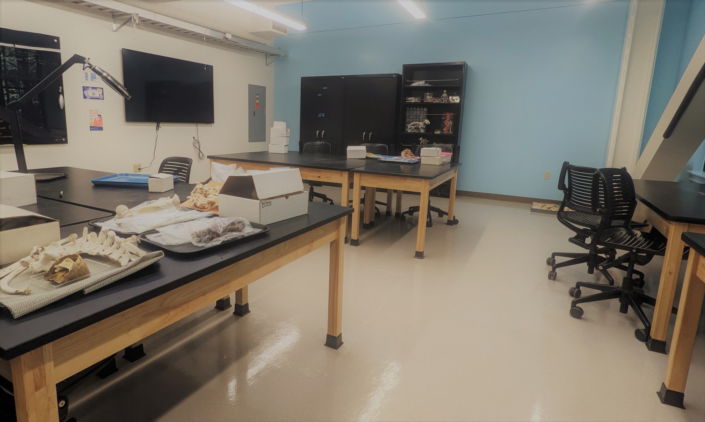 Archaeology and Biological Anthropology Labs