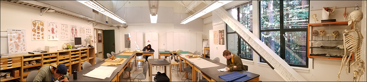 students work with bones in an osteology lab